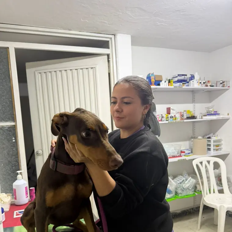 Atención veterinaria a un perro en La Comarca